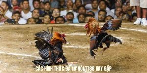 Các hình thức đá gà nòi TT88 hay gặp